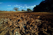 Drying mud at drought-stricken waterhole, Tsavo East NP Kenya, Africa - height of dry season. Sequence 3/3