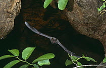 Pallas' long tongued bat {Glossophaga soricina} flying out of cave entrance, Costa Rica