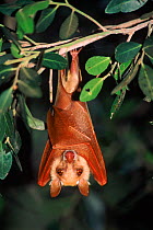 Peters epauletted fruit bat, roosting {Epomophorus crypturus} Kruger NP, South Africa