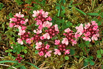 Breckland thyme in flower, Mull, Scotland, UK