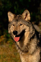 Grey wolf (Canis lupus). USA