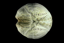 Common heart urchin specimen (Sea potato) (Echinocardium caudatum)