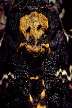 Deaths head hawk moth (Acherontia atropos), dorsal detail