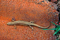 Viviparous lizard (Lacerta vivipara) on rusted metal sheet