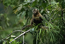 Large headed capuchin (Sapajus macrocephalus) Manu NP, Peru, South America