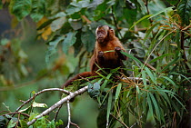 Large headed capuchin (Sapajus macrocephalus). Cloud Forest, Manu NP, Peru, South America