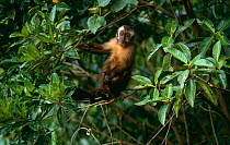 Large headed capuchin (Sapajus macrocephalus) Cloud Forest, Manu NP, Peru