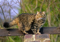 Domestic cat (Felis catus) walking along fence, UK