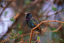 Starling (Sturnus vulgaris). UK, Europe