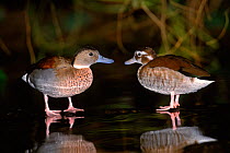 Ringed teal (Callonetta leucophrys) male and female