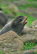 Northern fur seal {Callorhinus ursinus} bull. St Paul Island, Pribilof's,> Bering Sea, Alaska.