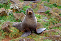 Northern fur seal (Callorhinus ursinus) bull. St Paul Island, Pribilof's, Bering Sea, Alaska