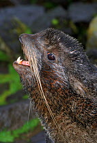 Northern fur seal (Callorhinus ursinus). St Paul Island, Pribilof's, Bering Sea, Alaska