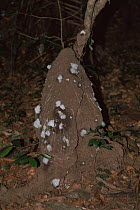 Termite mound (Nasutitermes genus) 'sweating' in rainforest, Amazon Basin, Peru.