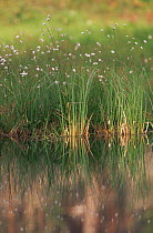 Cotton grass (Eriophorum vaginatum) growing in bog, Northern Finland