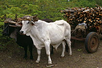 Domestic oxen {Bos indicus} pulling cart of firewood, Zapata Swamp, Bermeja, Cuba