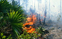 Palmetto palms and Caribbean pine in habitat preserved by periodic controlled fire, Grand Bahamas, Caribbean