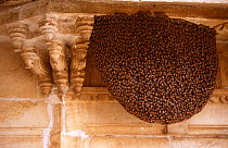 Swarm of communal Bees {Apoidea} nesting on building, Jodpur, Rajasthan, India