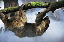 Three toed sloth {Bradypus} hanging from tree, captive, South America