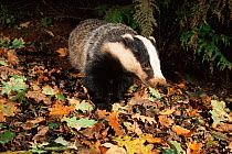 Badger adult {Meles meles} November, South Devon, England