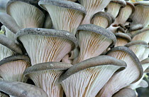 Underside of Oyster mushroom fungus (Pleurotus ostreatus) Petworth, Sussex, UK
