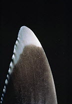 Pectoral fin of White tip reef shark (Triaenodon obesus) Red Sea, Egypt