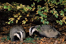 Two 10 month Badgers {Meles meles} in beech woodland, autumn, Derbyshire England