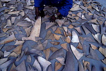 Shark fins drying before shipment from South Africa to Hong Kong for use in soup and for medicine