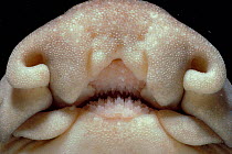 Mouth close-up of Horn shark {Heterodontus francisci} California USA