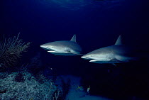 Caribbean reef sharks patrol territory {Carcharhinus perezi} Bahamas, Caribbean