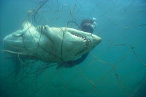 Diver inspects Sand tiger shark caught in anti-shark net  {Carccharias taurus} Durban, South Africa Model released.