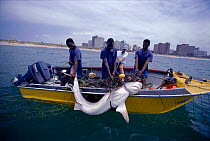 Tiger shark caught in anti-shark net off Durban beach {Galeocerdo cuvieri} South Africa Model released.