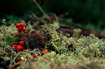 Northern red backed vole (Clethrionmys rutilus) among lichen and bearberry fruit. Sweden, Scandinavia, Europe