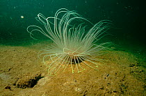Tube anemone (Cereanthus sp.). Hoi Hawan, Hongkong, China