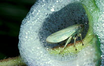 Plant hopper {Philaenus sp} in protective spittal - cuckoo spit
