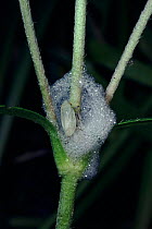Plant hopper {Philaenus genus} in protective spittal, Scotland, UK, Europe.
