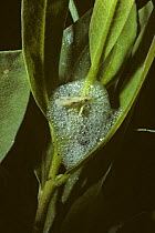 Planthopper / Froghopper (Philaenus genus) in protective spittal, Scotland, UK