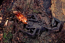 Scorpion eating cockroach, Amazon, Ecuador, South-America.