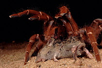 King baboon spider with dead mouse, Kenya, Africa