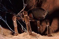 King baboon spider spinning web over entrance to burrow, Tsavo NP, Kenya, Africa.