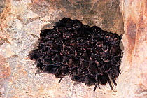 Schreiber's long fingered bat, {Miniopterus schreibersii} New Territories, Hong Kong.