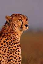 Cheetah, Masai Mara, Kenya,