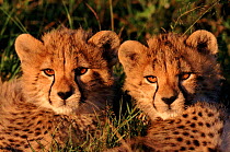 Three-month-old Cheetah cubs, Masai Mara NP, Kenya,