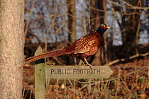 Pheasant perched on footpath sign, England, UK, Europe.