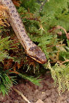Smooth snake, Sussex, England, UK, Europe.