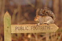 Grey squirrel on Public Footpath sign, Sussex, England, UK