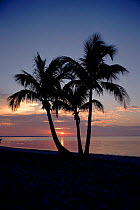 Sunset and palm trees, Sanibel Island, Florida, USA.