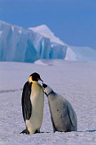 Emperor penguin  and chick, Australian Antarctic Territory, Antarctica.