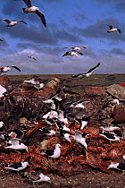 Southern black backed gulls scavenging on rubbishtip, Port Stanley, Falkland Islands, Antarctic.