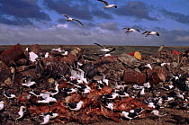 Southern black backed gulls scavenging on refuse tip, Port Stanley, Falkland Islands, Antarctic.